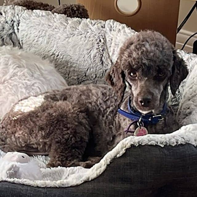 Ursula, poodle for adoption in Tewkesbury