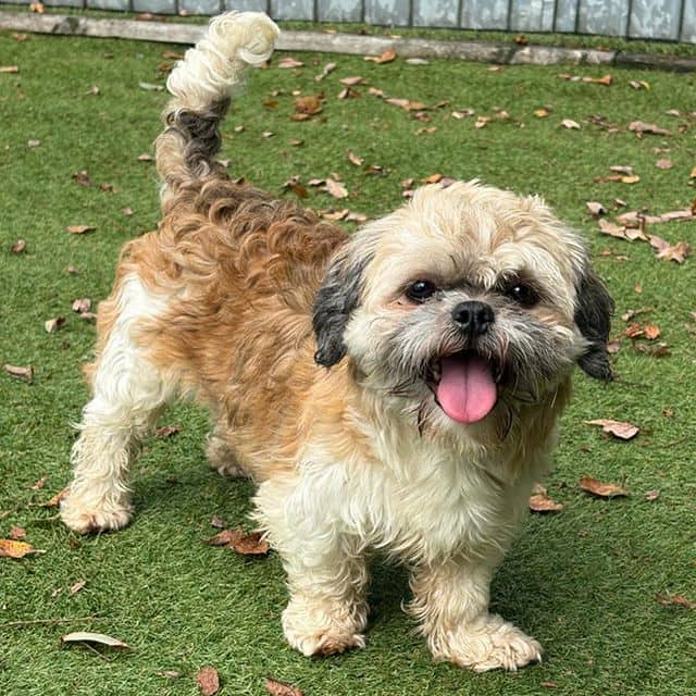 Winnie, shih tzu for adoption in Llanelli