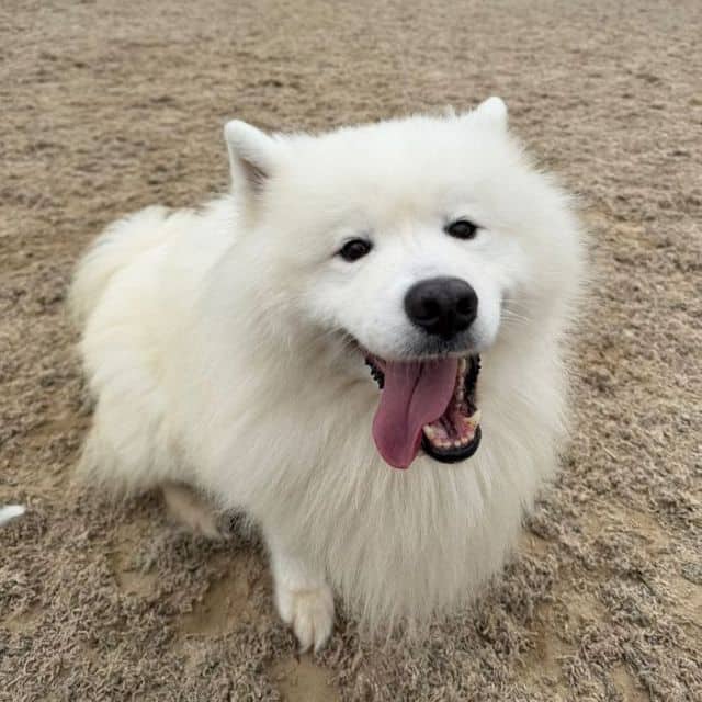 Chewwie, photo 5